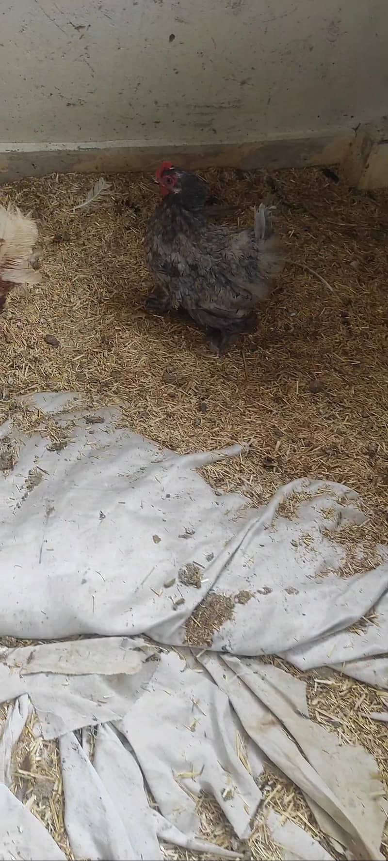 coco bantam pairs 3