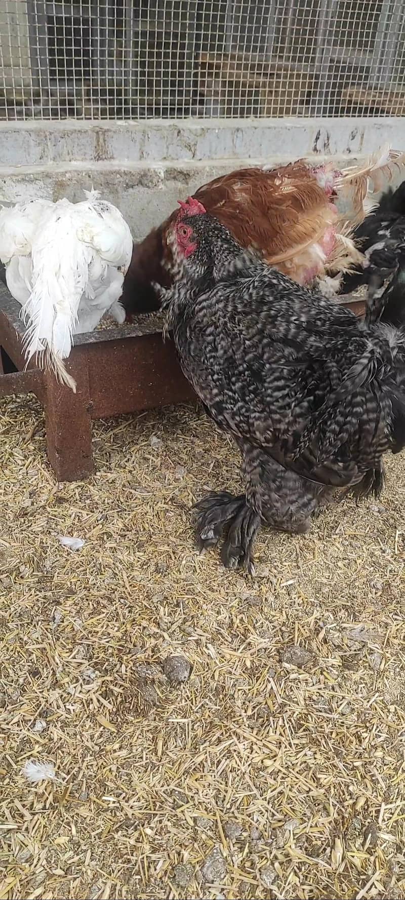 coco bantam pairs 5