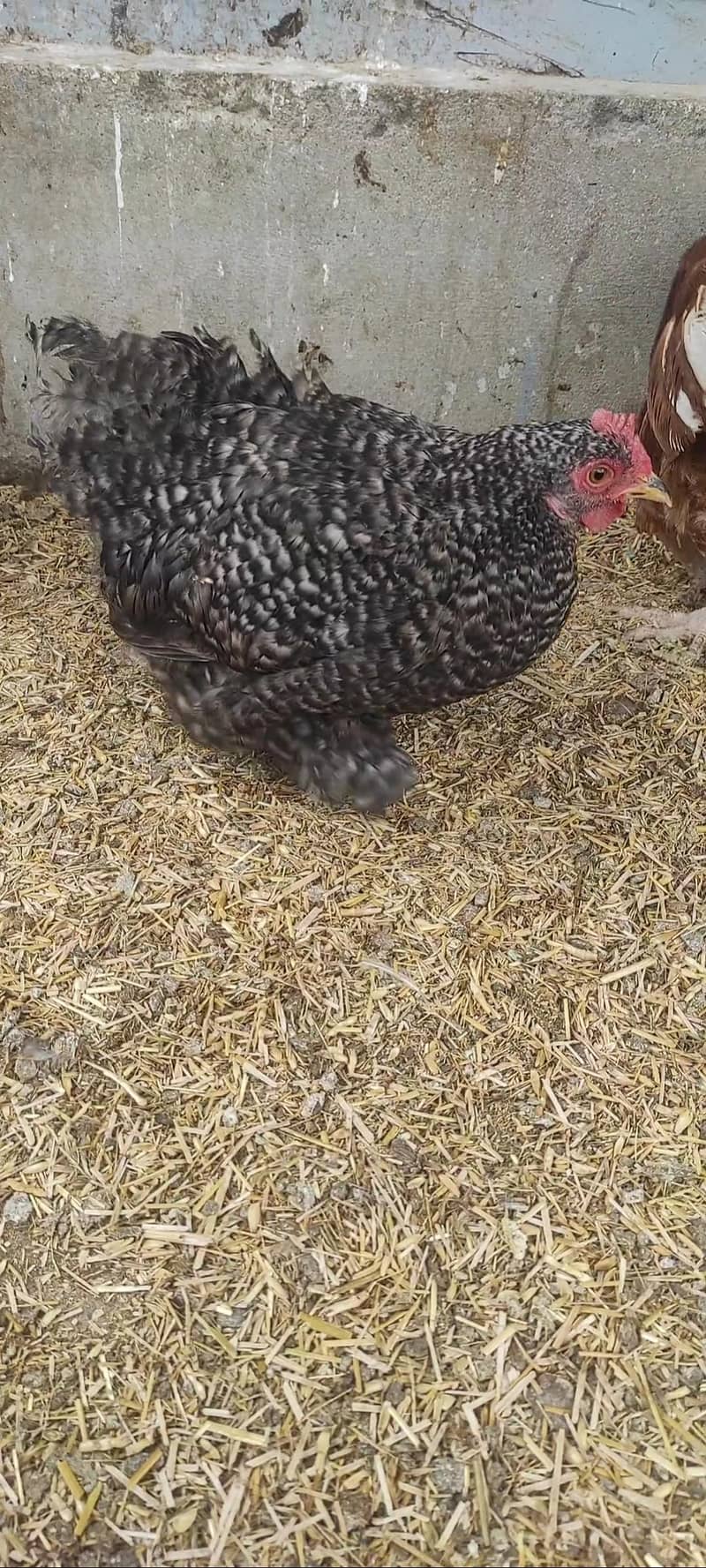 coco bantam pairs 6