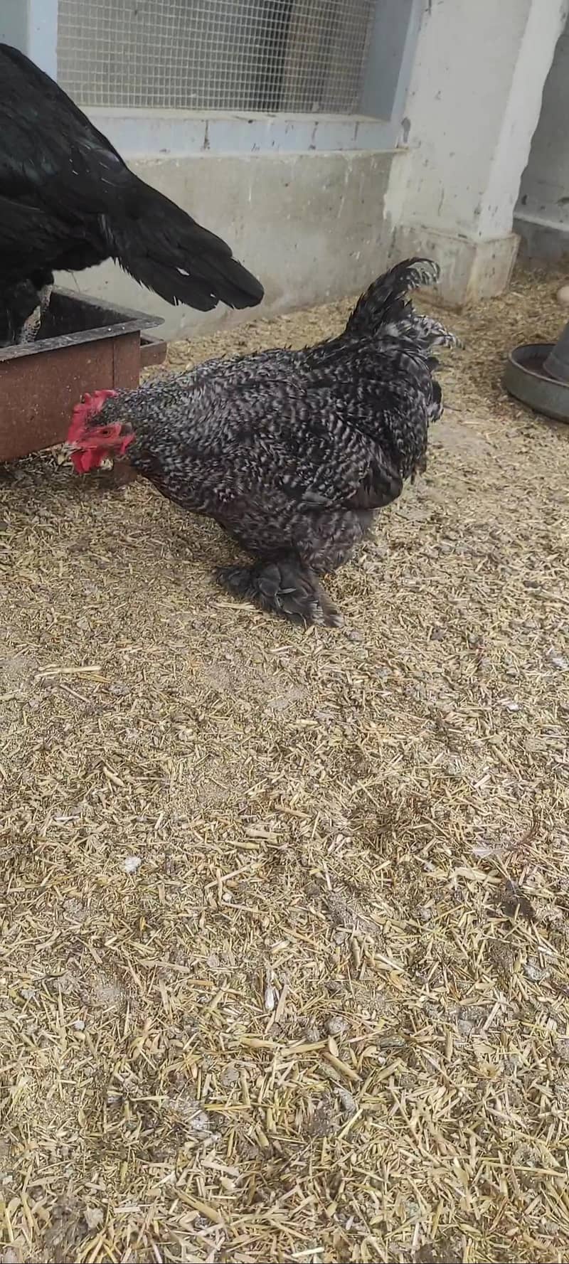 coco bantam pairs 7