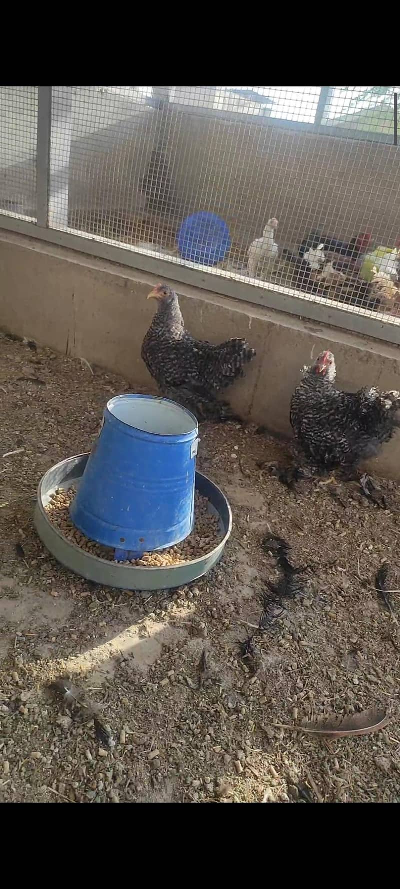 coco bantam pairs 8