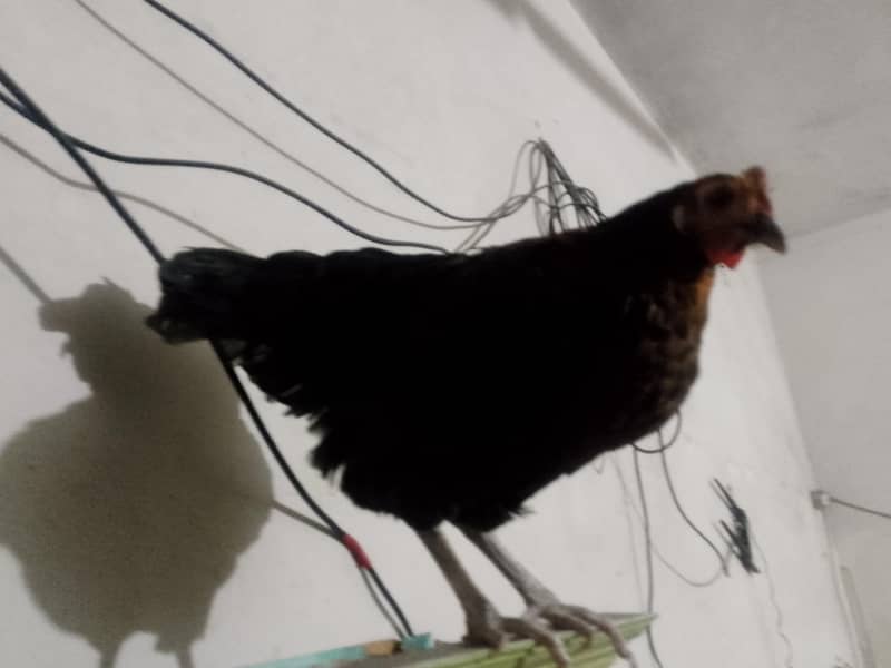 egg hens 3