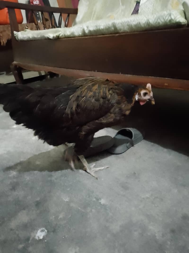 egg hens 4