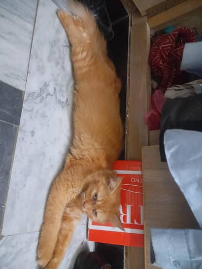 Russian Cat