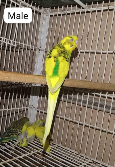 Yellow Budgies