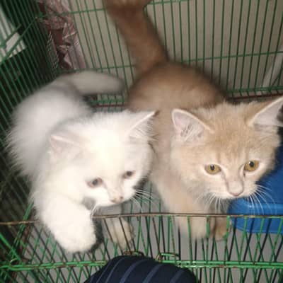 2 babies