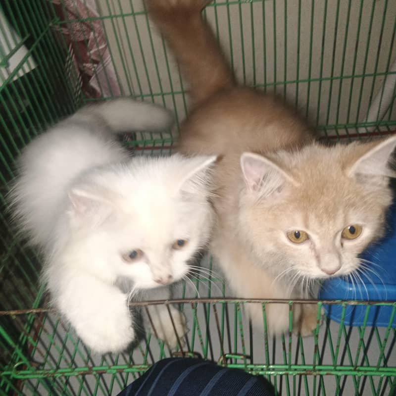 cute and trained 0
