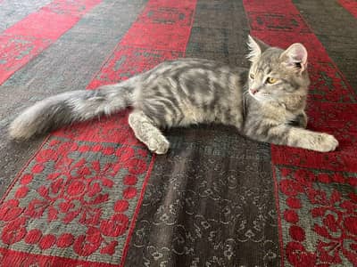 Cat Persion