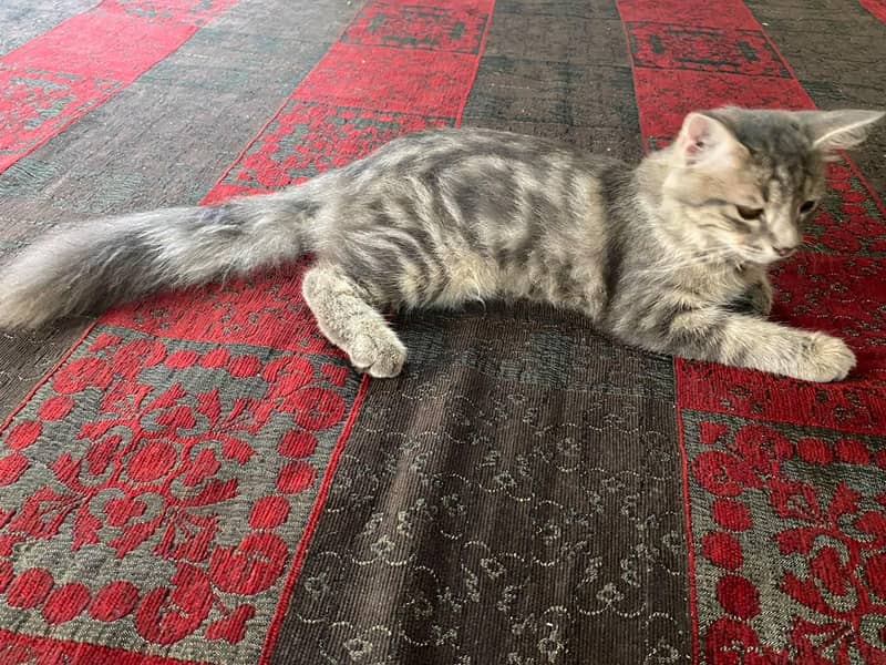 Cat Persion 1