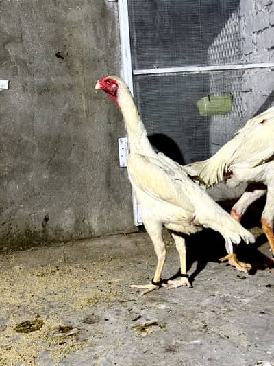 Aseel female for sale| shamo Aseel | Amroha Aseel |female |Hera Aseel