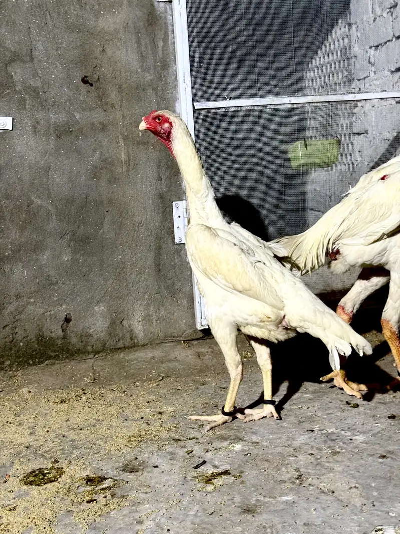 Aseel female for sale| shamo Aseel | Amroha Aseel |female |Hera Aseel