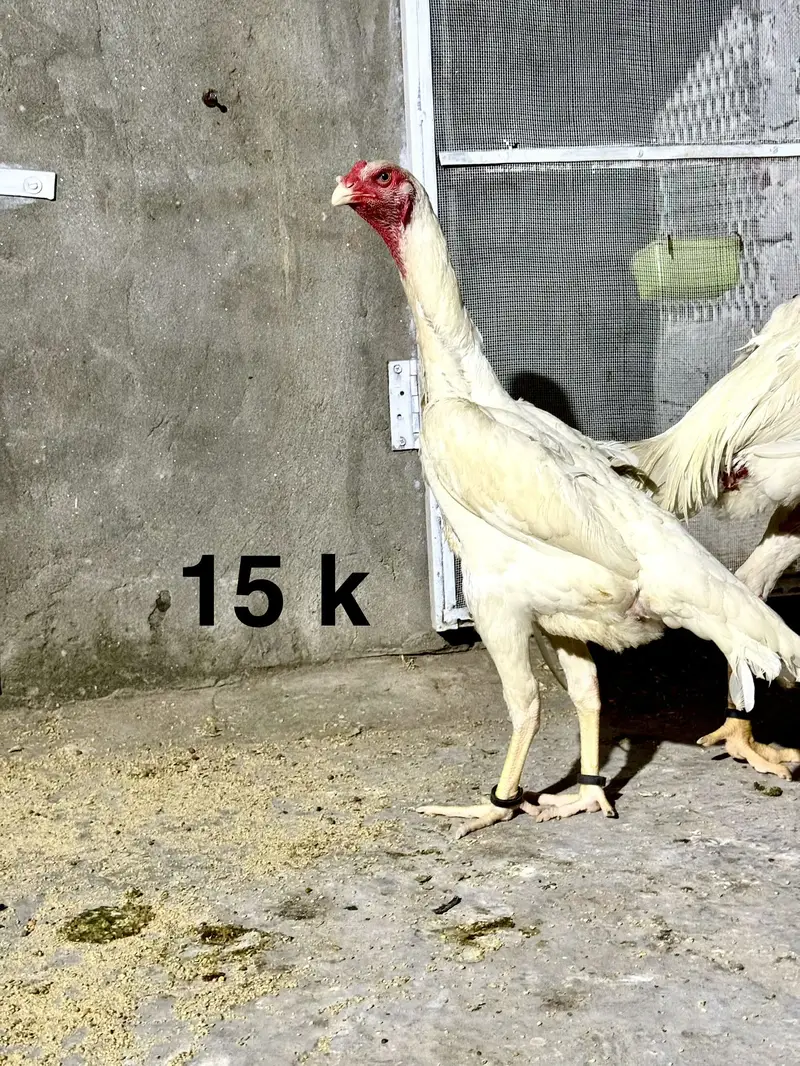 Aseel female for sale| shamo Aseel | Amroha Aseel |female |Hera Aseel — photo 2