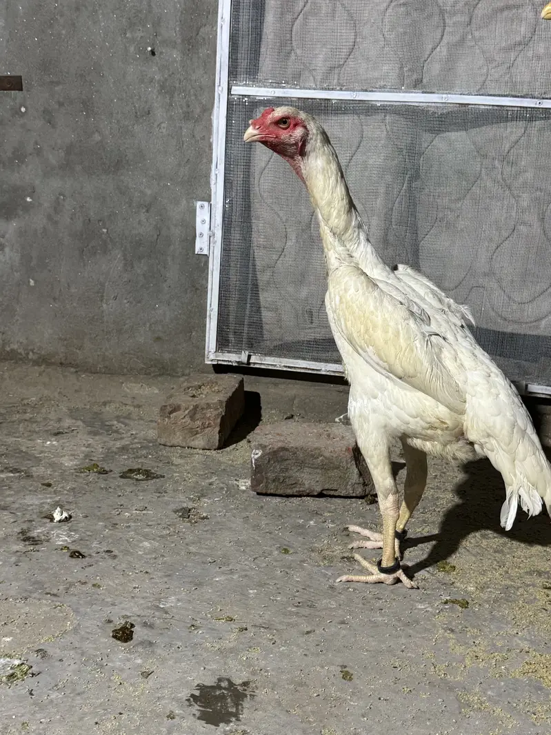 Aseel female for sale| shamo Aseel | Amroha Aseel |female |Hera Aseel — photo 3