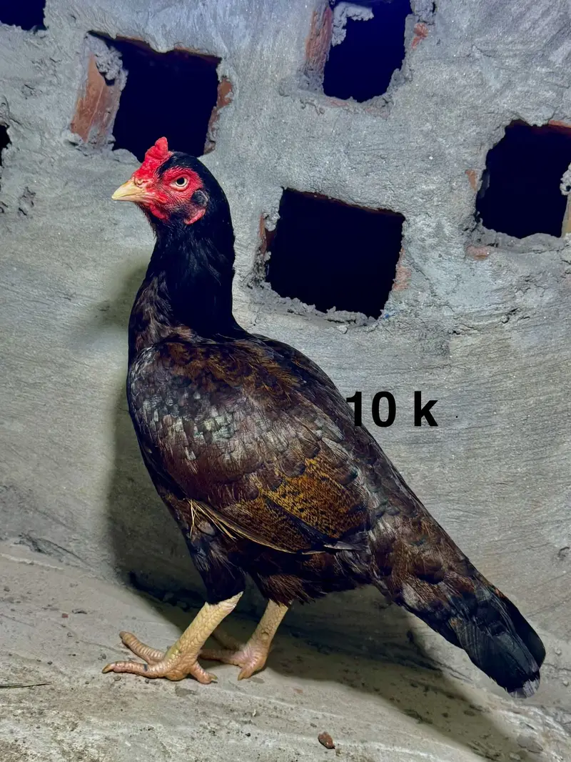 Aseel female for sale| shamo Aseel | Amroha Aseel |female |Hera Aseel — photo 6
