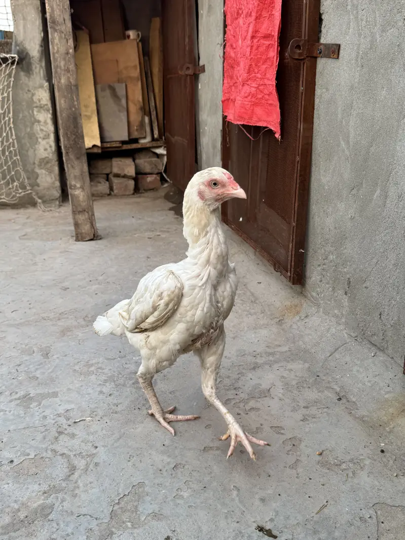 Aseel female for sale| shamo Aseel | Amroha Aseel |female |Hera Aseel — photo 7
