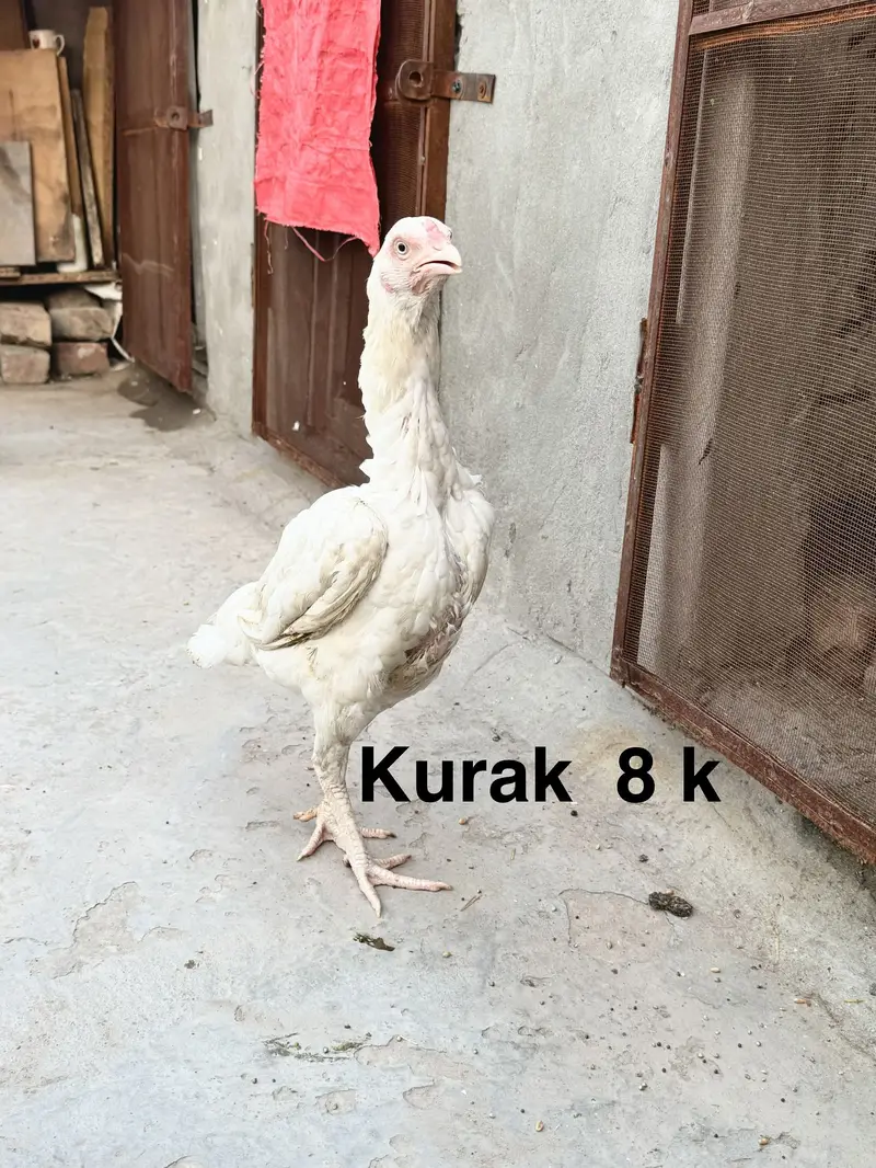 Aseel female for sale| shamo Aseel | Amroha Aseel |female |Hera Aseel — photo 8