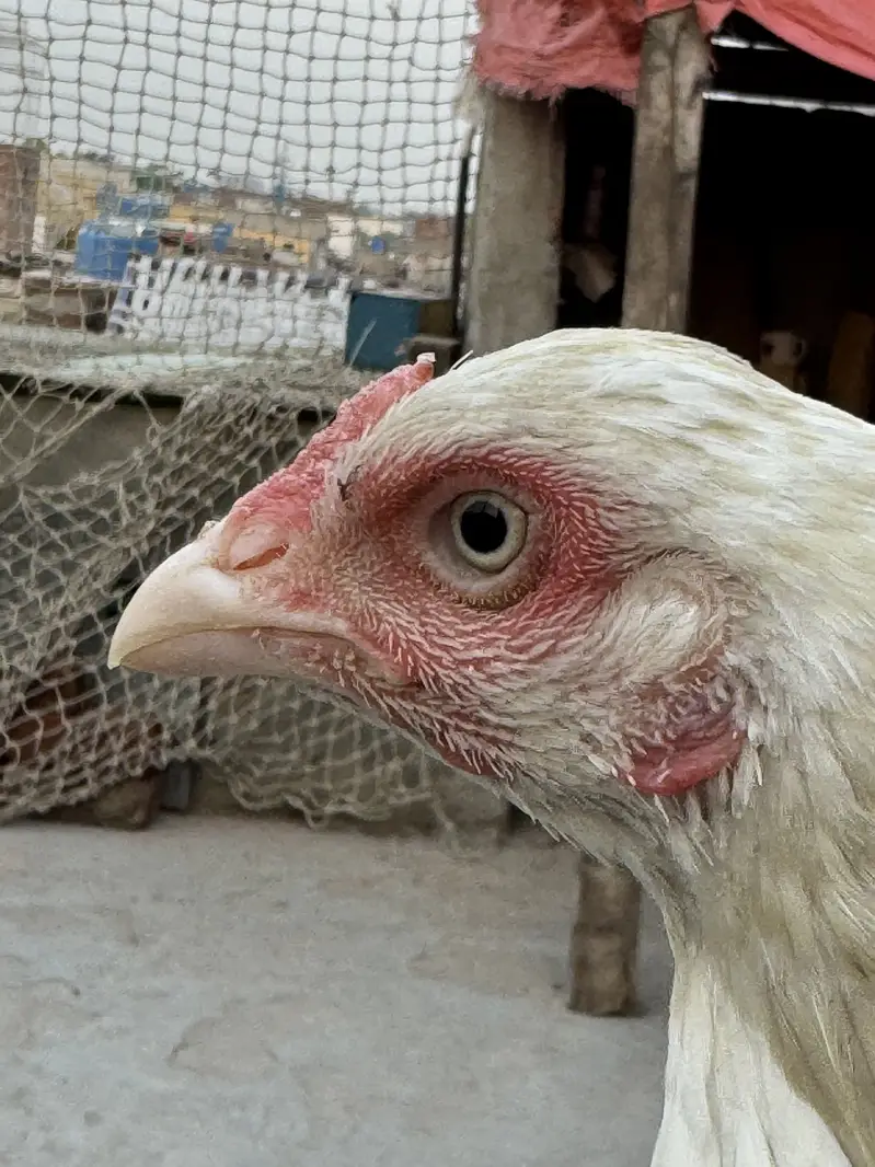 Aseel female for sale| shamo Aseel | Amroha Aseel |female |Hera Aseel — photo 9