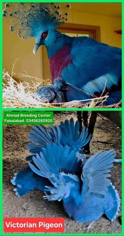 Victorian Pigeon /Doves /Doves For Sale /Fakhta /All kind of Doves