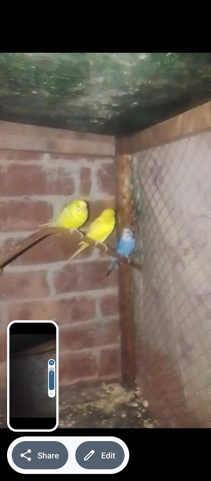 bareeder pair 2
