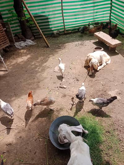 golden misri murgi