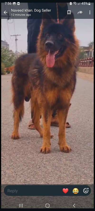 German Belgium shepherd for sale