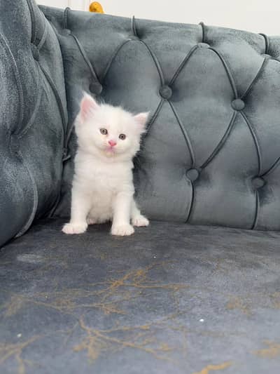 Persian Kitten for Sale