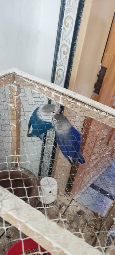 lovebird pair