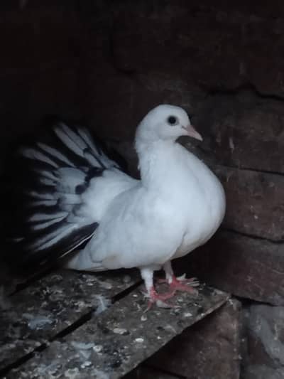 pigeon