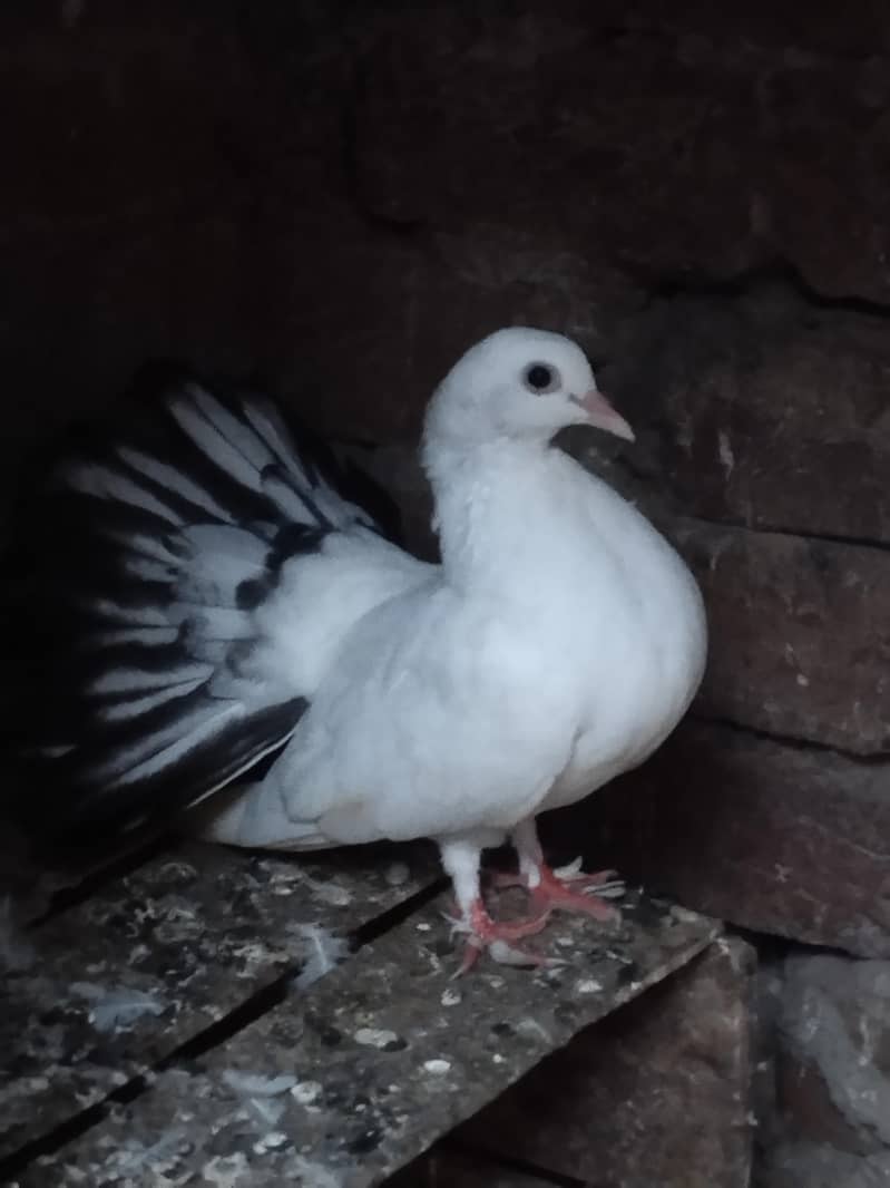 pigeon 0