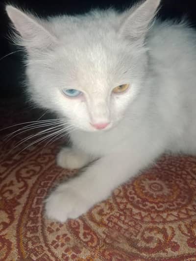 Beautiful White Cat – Different Color Eyes (Blue & Golden)