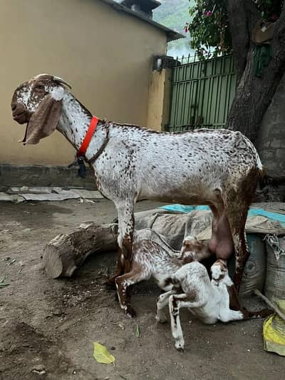 Makhi chena nasal ki khubsurat bakri bray sell