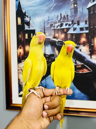 mashallah beautiful yellow ringneck available