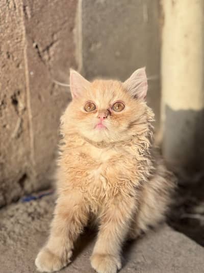 Female Persian cats | 10k each