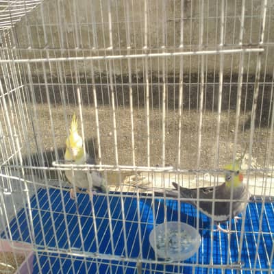 cocktail parrot pair