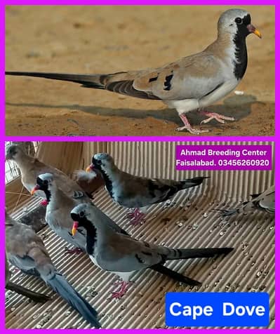 Cape Dove /Doves /Doves For Sale /Qumri /Fakhta /All kind of Doves