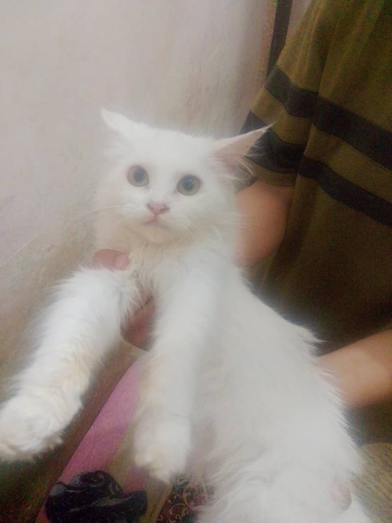 kitten 0