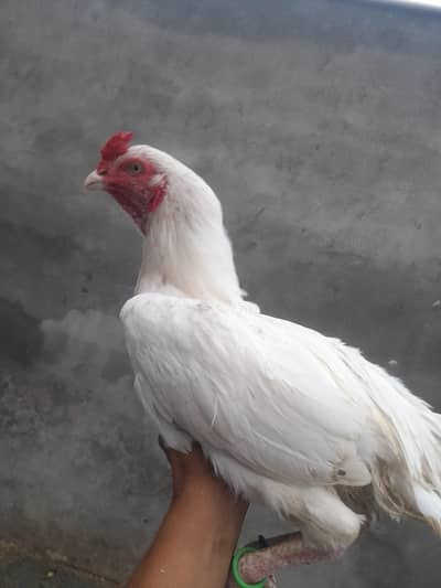 heera Aseel  paper white