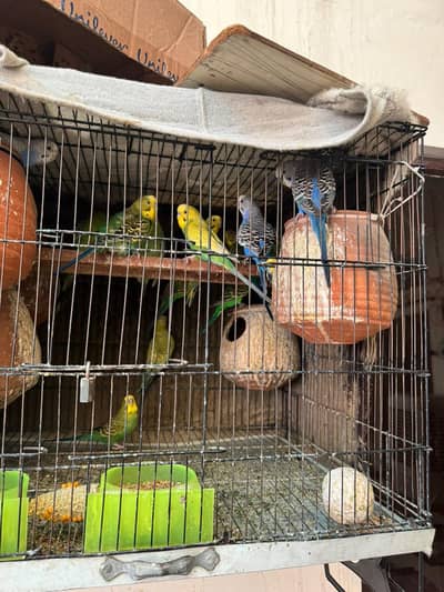 Australian birds hain pair hain single nii sale krna Sb sale krny hain
