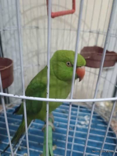 For sale