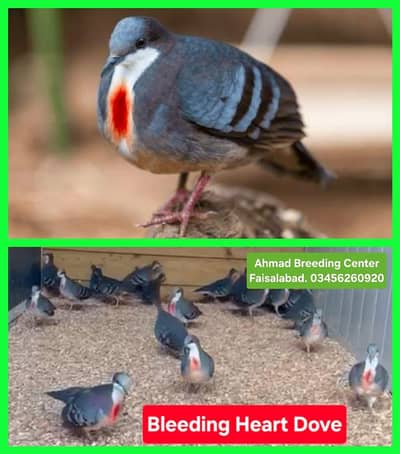 Bleeding Heart Dove /Doves /Doves For Sale /Fakhta /All kind of Doves