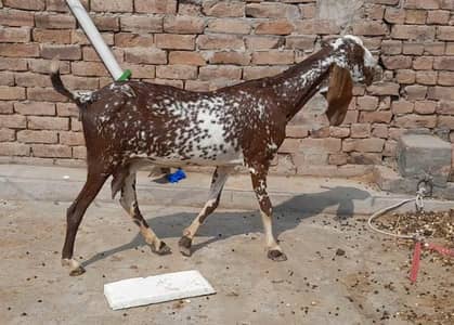 makkhi cheeni female