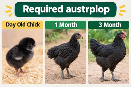 required austrplop one month day old and 3 month chick