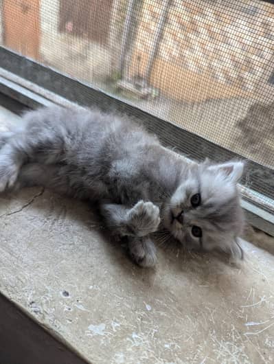 pure Persian kitten Available Both Male and female 14000