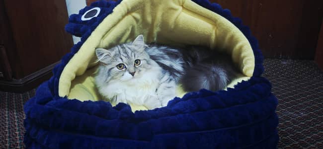Grey Persian mixed breed cat