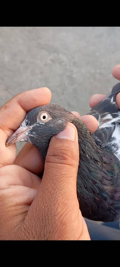 Teddy Bird