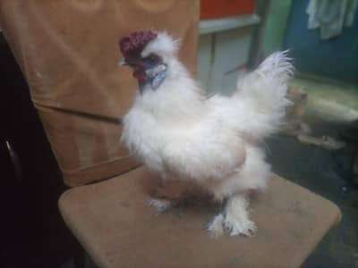 Beautiful White Fancy Chicken – Karachi