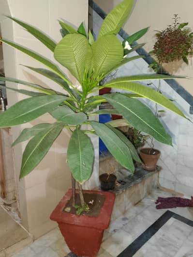 Champa plant