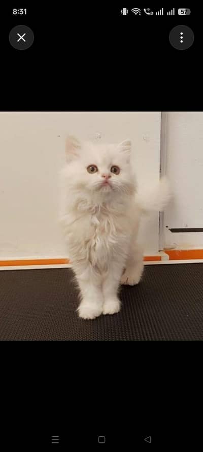 3 months white Persian doll face kitten | triple coated Persian kitten