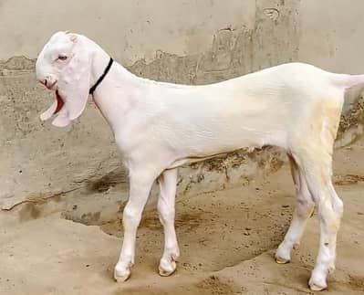 Gulabi Bakra For Sale