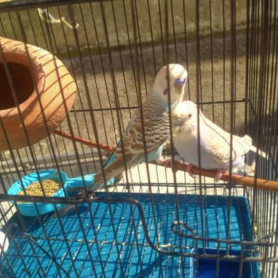 breeding pair with three baby parrots